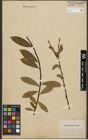 Foto von Salix purpurea L. x Salix silesiaca Willd.